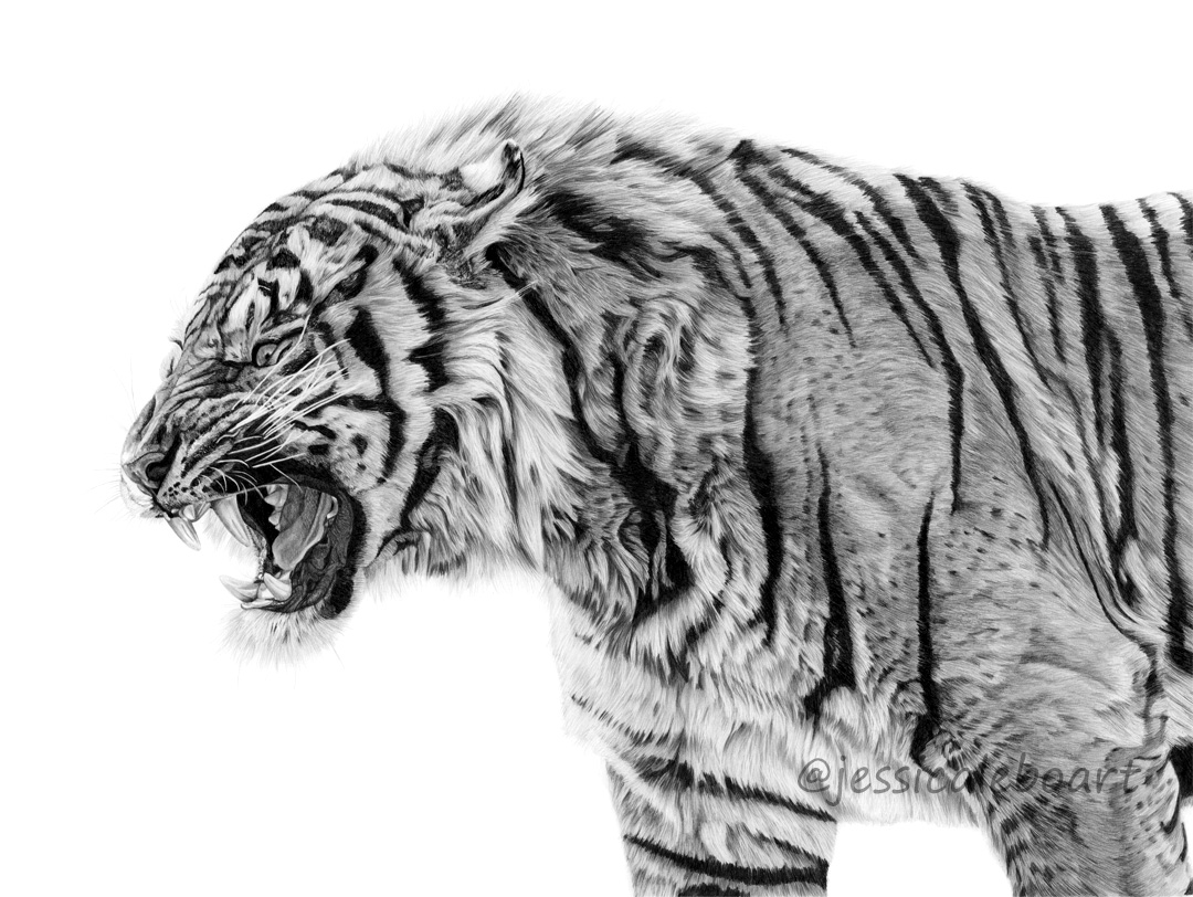 graphite pencil drawing tiger realistic art