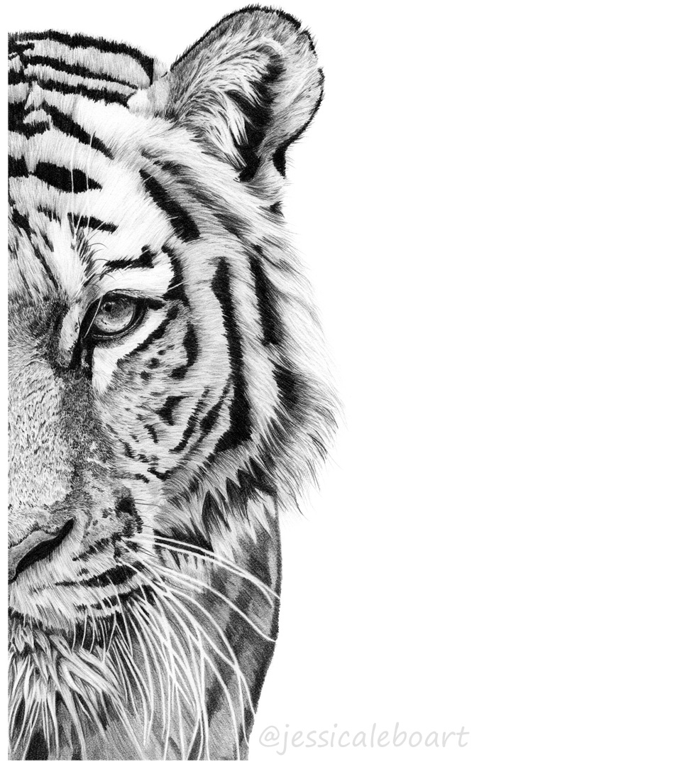 graphite pencil realistic tiger drawing