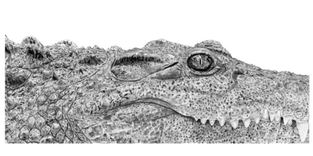 graphite pencil animal drawing crocodile