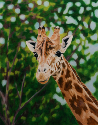 fine art colored pencil drawing animal giraffe