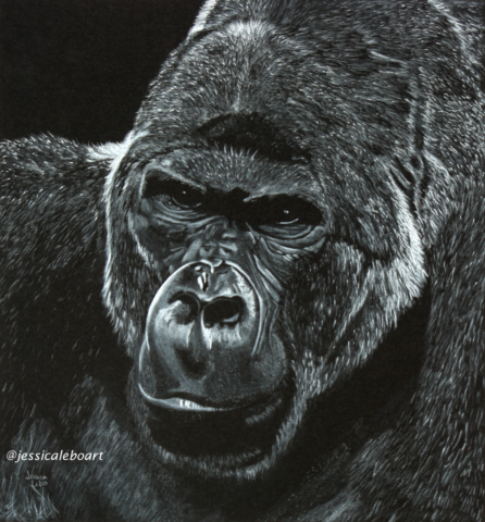 fine art white charcoal pencil drawing on black paper animal gorilla
