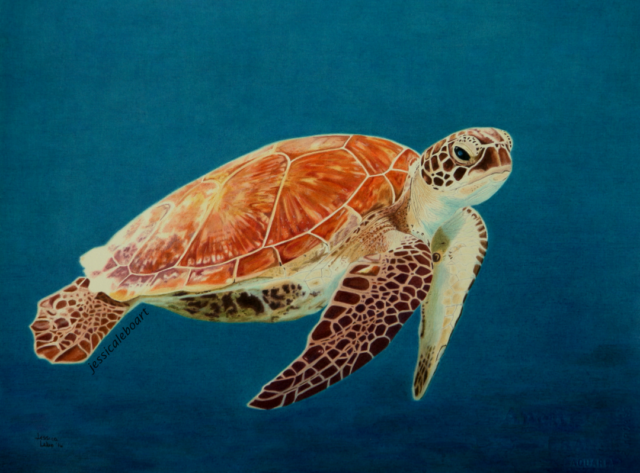 fine art colored pencil drawing animal sea turtle