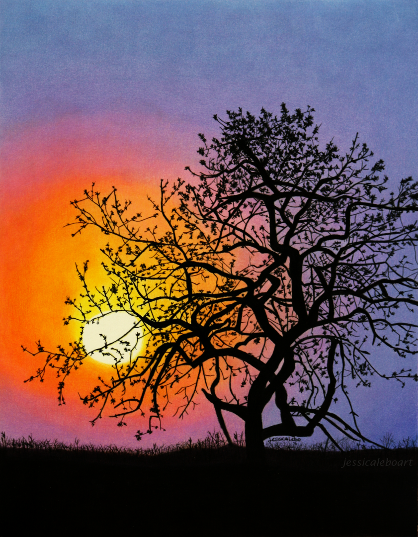 fine art colored pencil drawing sunset through tree