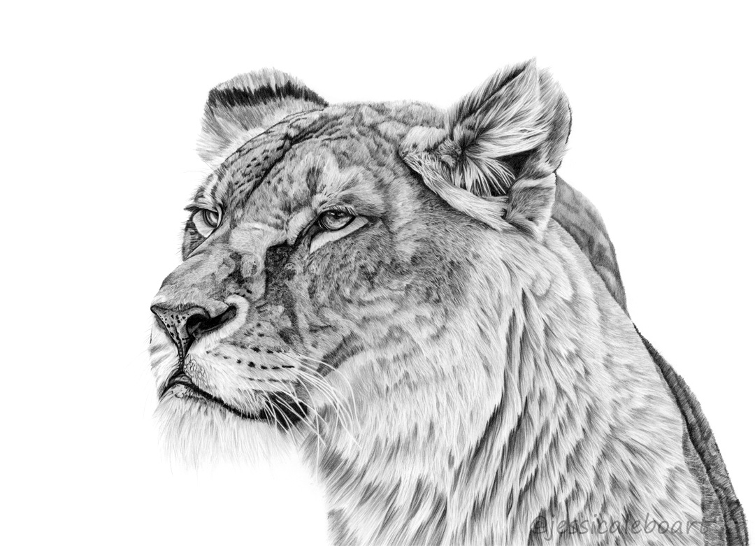 realistic animal drawing wildlife graphite pencil art