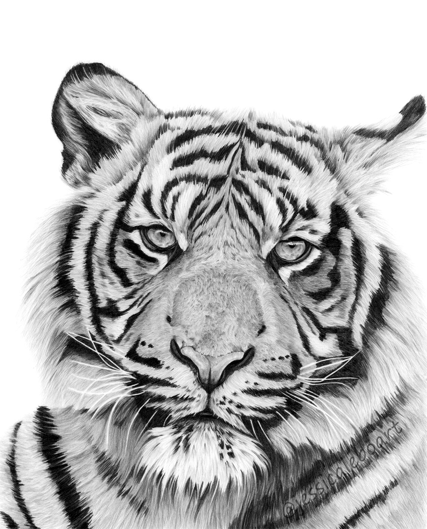 close up tiger drawing graphite pencil big cat animal art