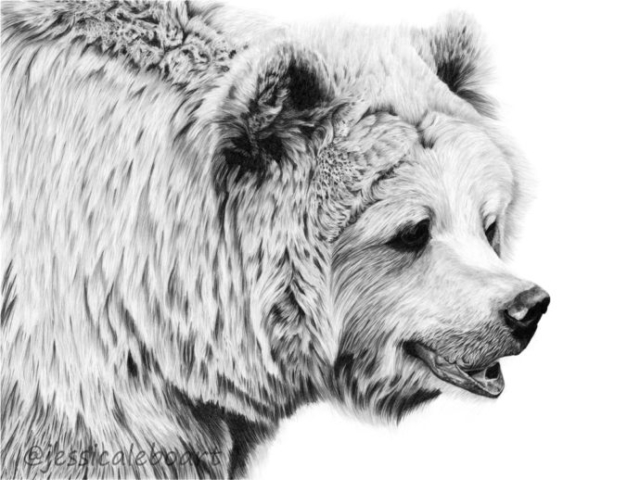 animal art graphite pencil bear drawing