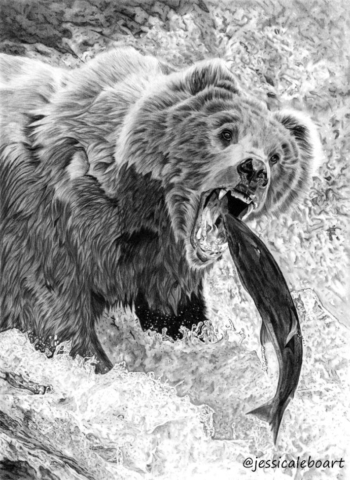 animal art graphite pencil animal drawing fine art bear catching fish artwork