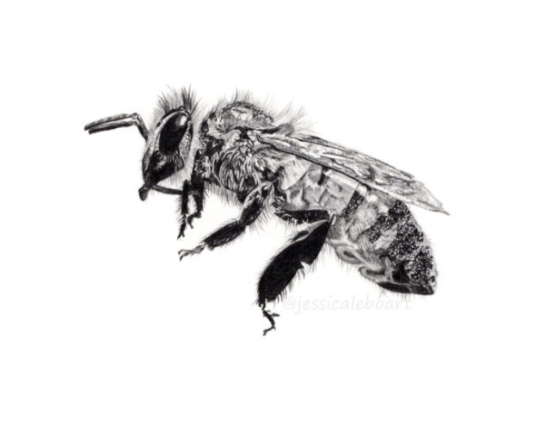 realistic graphite pencil drawing bee 