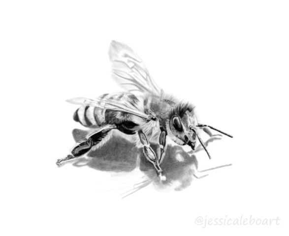 graphite pencil bee drawing