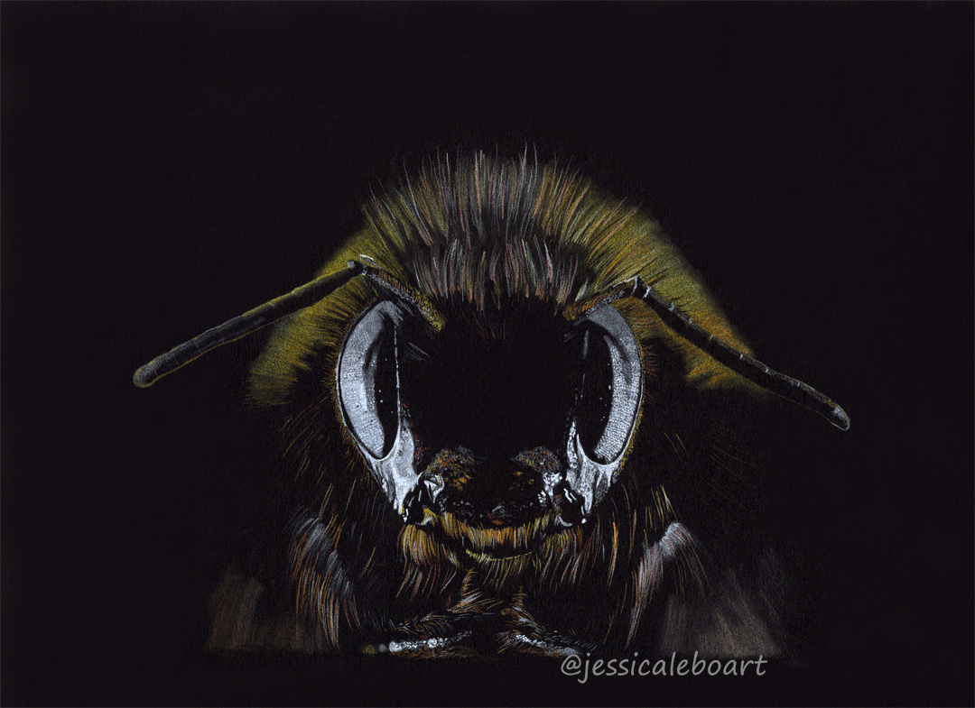 colored pencil drawing on black paper fine art bee drawing