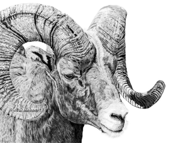 graphite pencil animal art drawing bighorn sheep