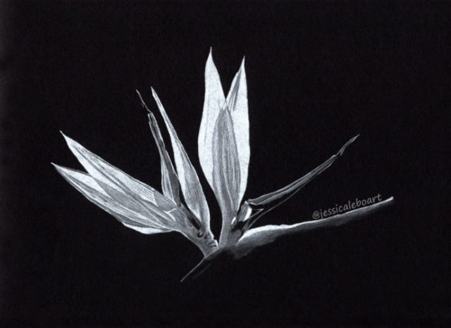 colored pencil drawing on black paper flower bird of paradise