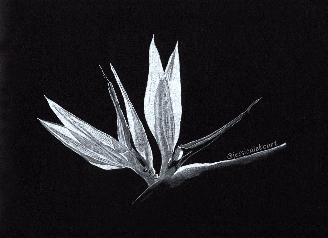 Black Paper Drawings – Jessica Lebo Art