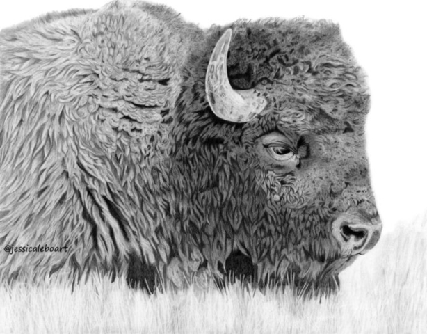 fine art graphite pencil drawing animal bison buffalo