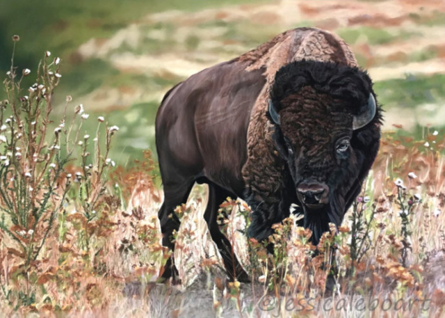 pastel painting drawing bison realistic art