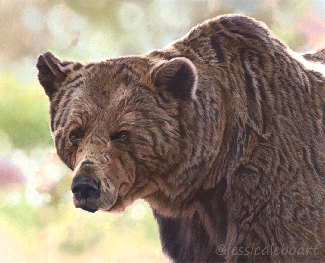 animal art brown bear pastel pencil realism drawing