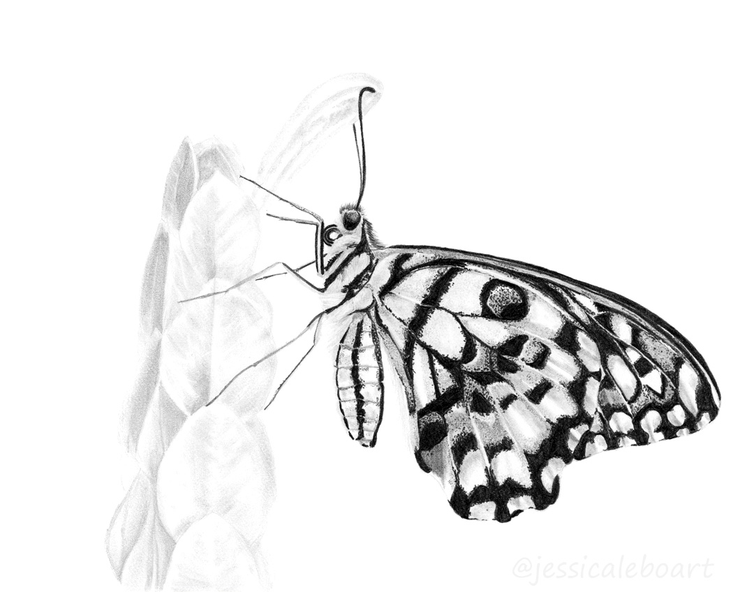 graphite pencil butterfly drawing black and white art