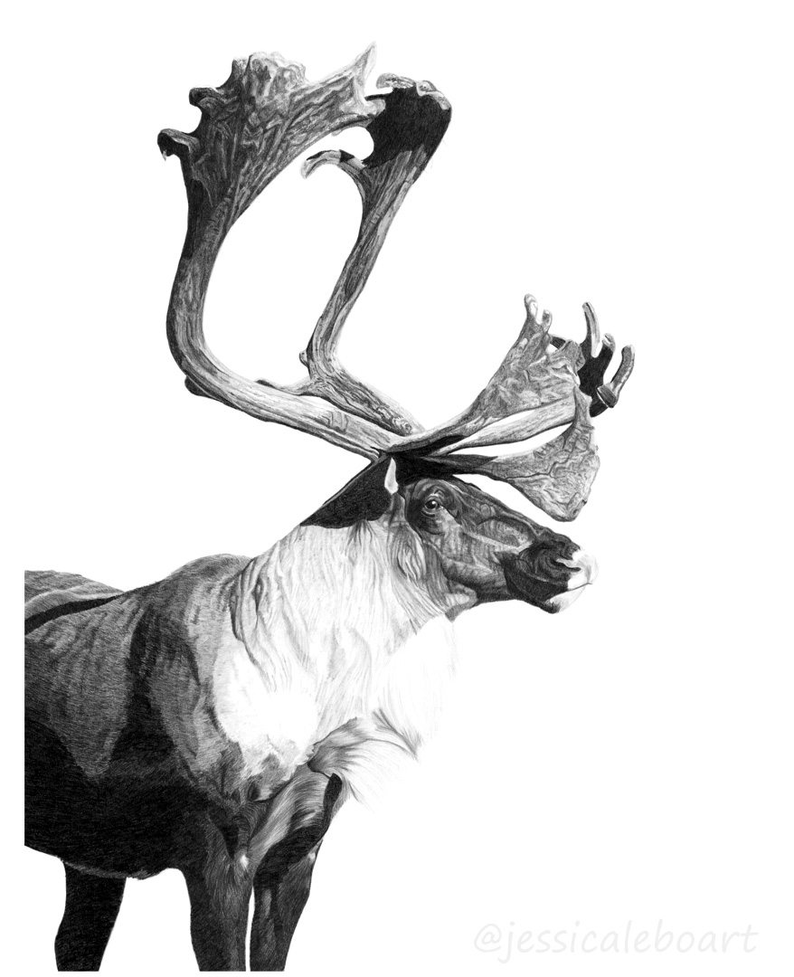 animal art graphite pencil animal caribou reindeer drawing