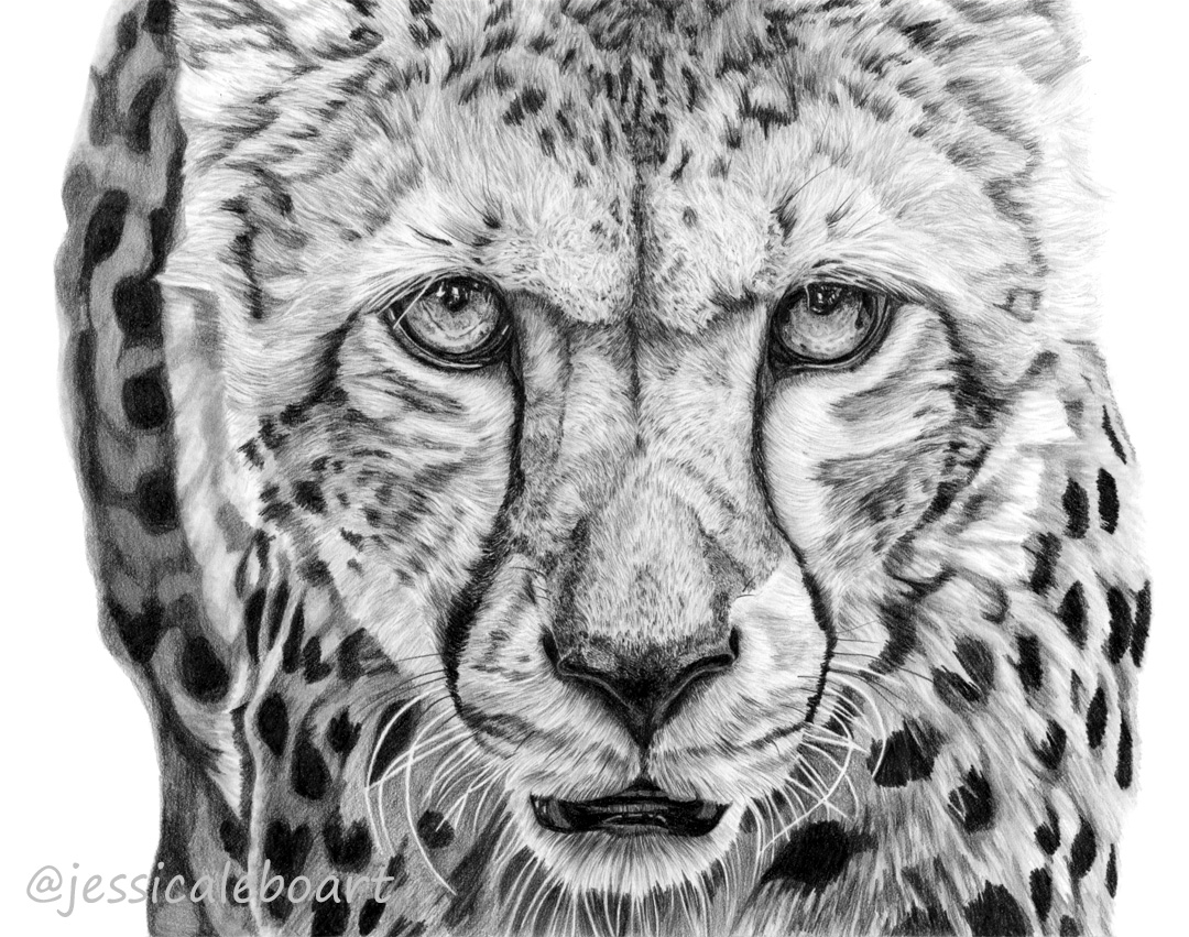 wildlife fine art graphite pencil drawing realistic