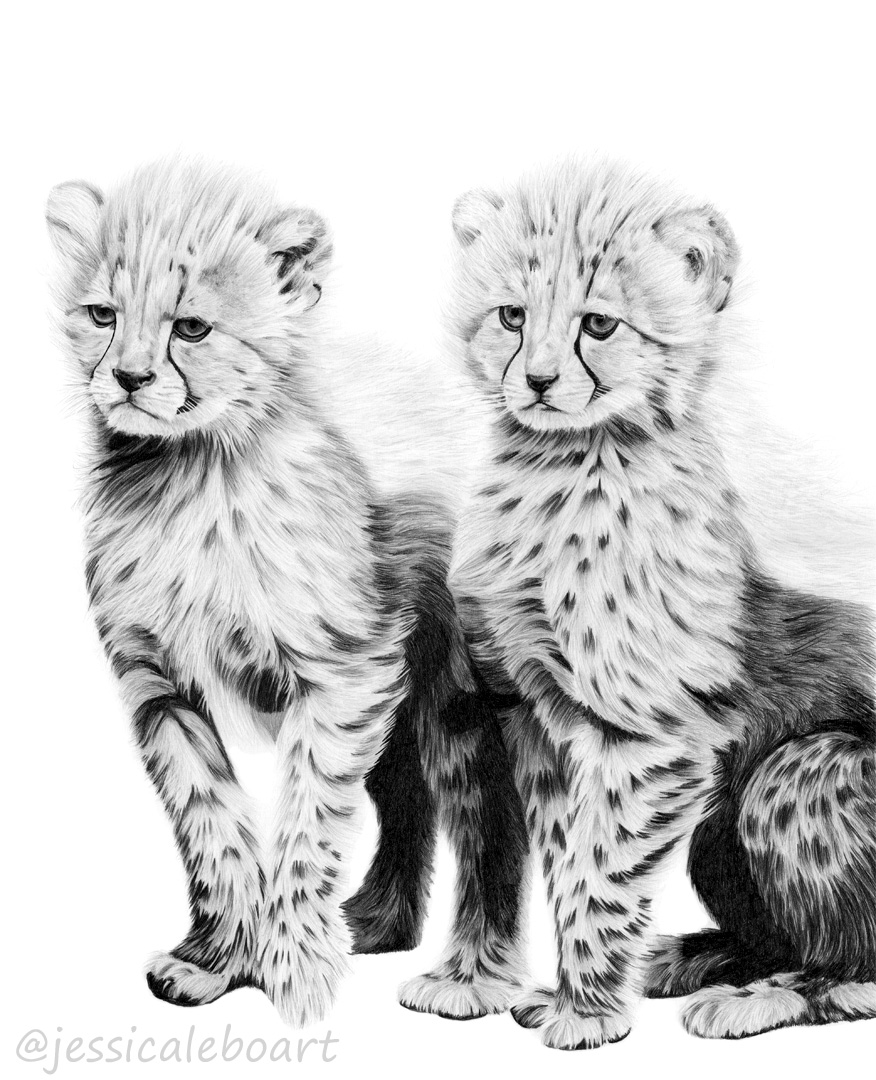 cheetah graphite pencil drawing baby cubs animal art artwork