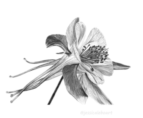 pencil flower drawing columbine graphite