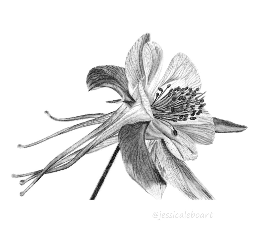 pencil flower drawing columbine graphite