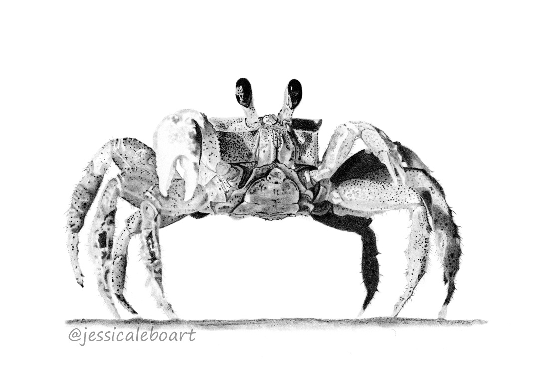 graphite pencil animal drawing crab