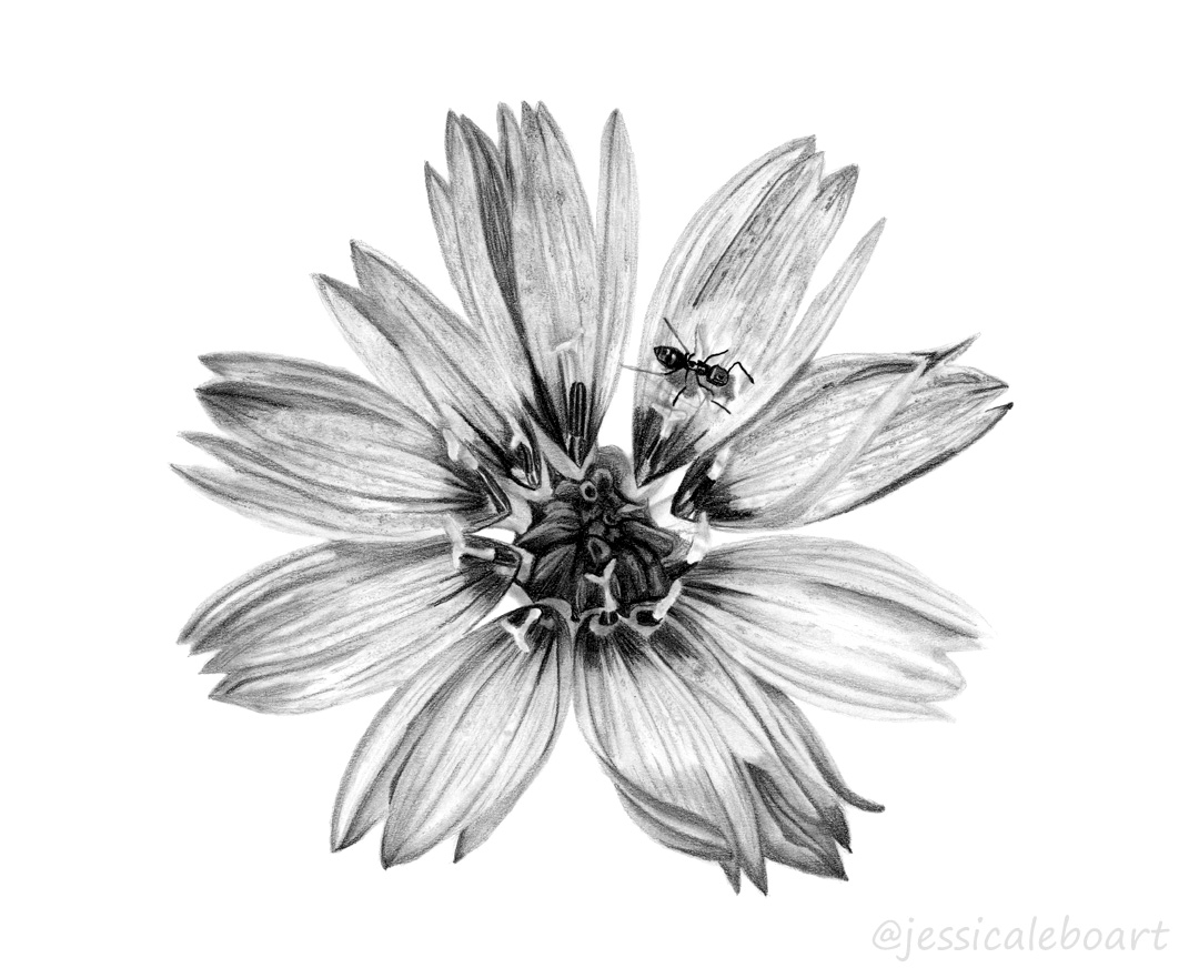 graphite pencil flower drawing cupids dart