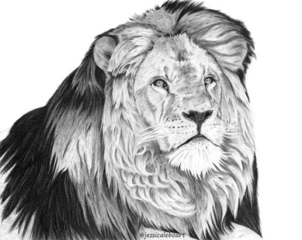 fine art graphite pencil drawing animal curly hair lion