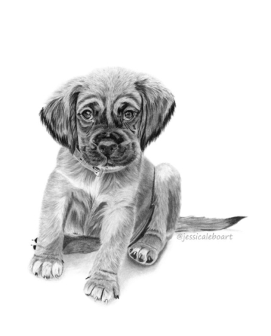 fine art graphite pencil animal drawing cute puppy dog portrait
