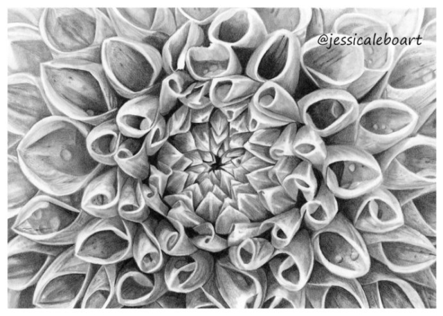 graphite pencil drawing flower dahila