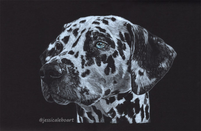 colored pencil on black paper drawing dalmatian dog