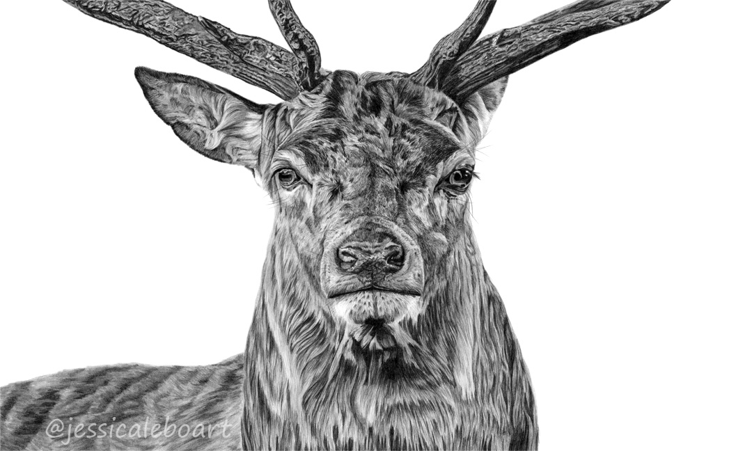 wildlife artwork graphite pencil drawing