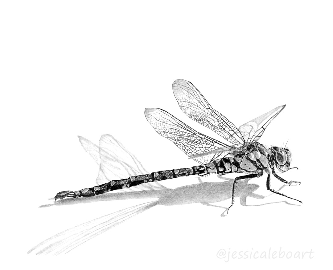dragonfly pencil drawing insect graphite art