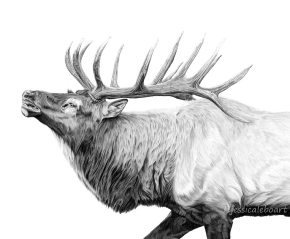 animal art graphite pencil realism elk drawing for next ridge apparel company