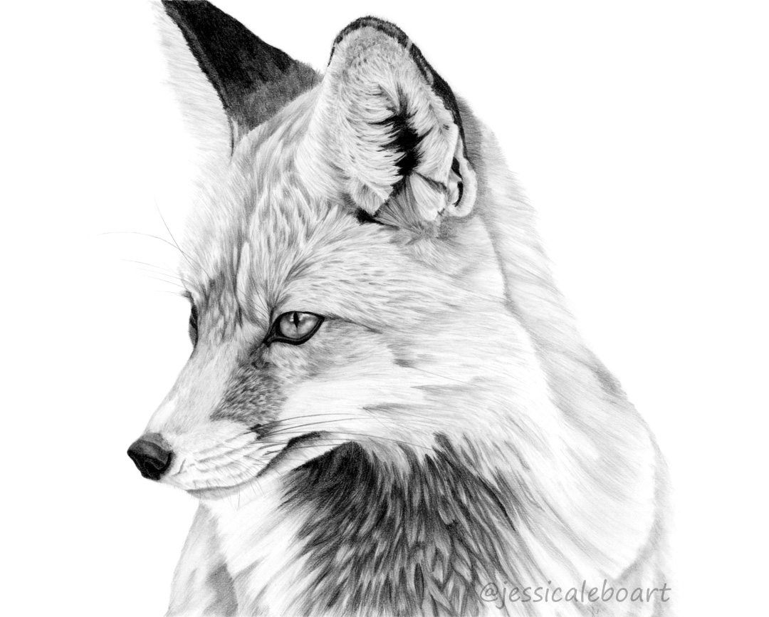 graphite pencil fox drawing animal art