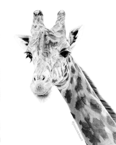 fine art graphite pencil animal drawing giraffe