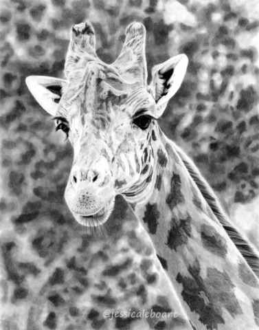 giraffe drawing graphite pencil animal art