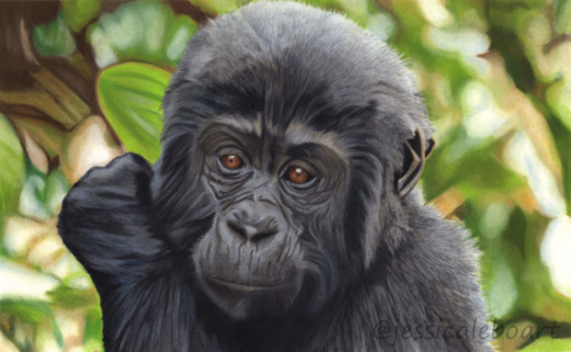 realistic pastel pencil animal drawing baby gorilla art