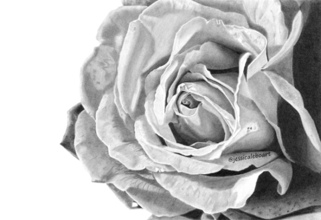 fine art graphite pencil drawing flower rose