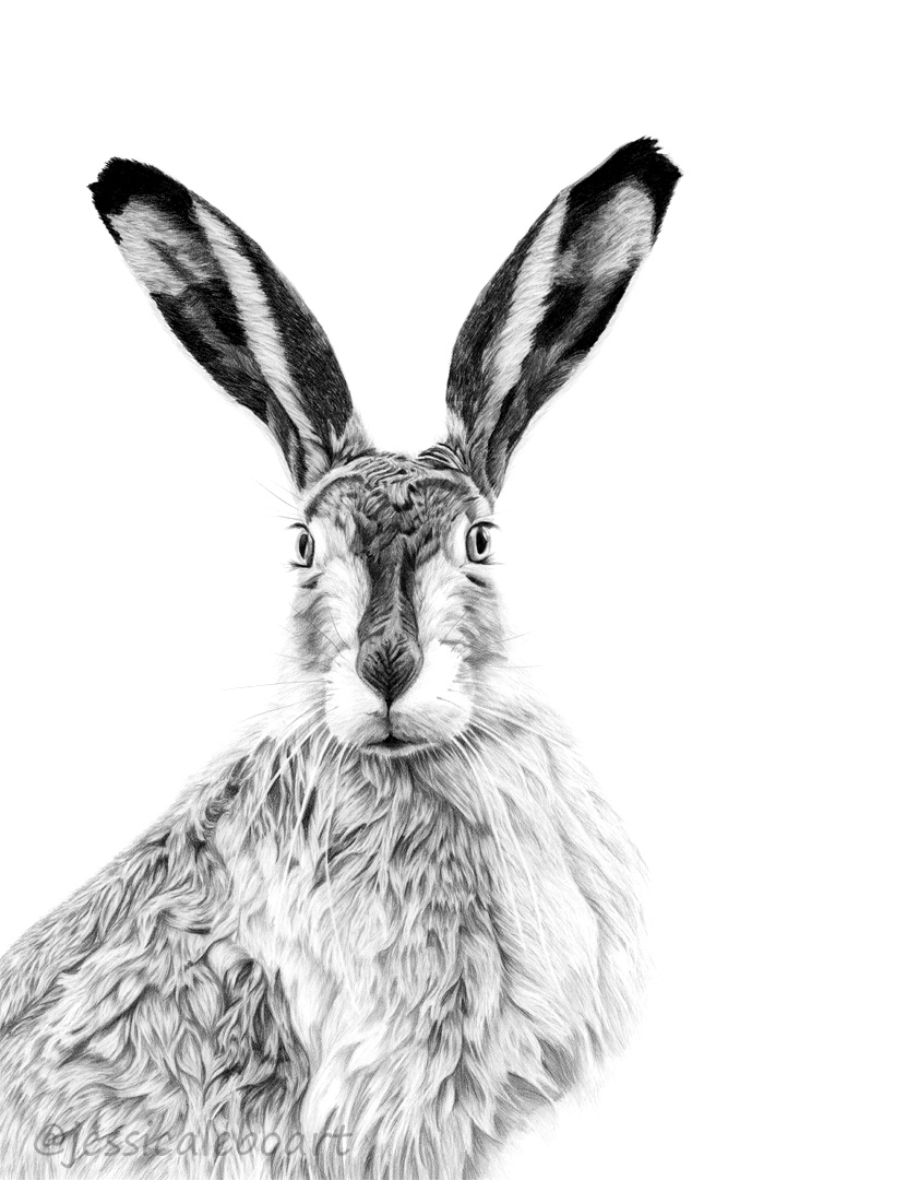 animal art hare rabbit graphite pencil realistic artwork drawing