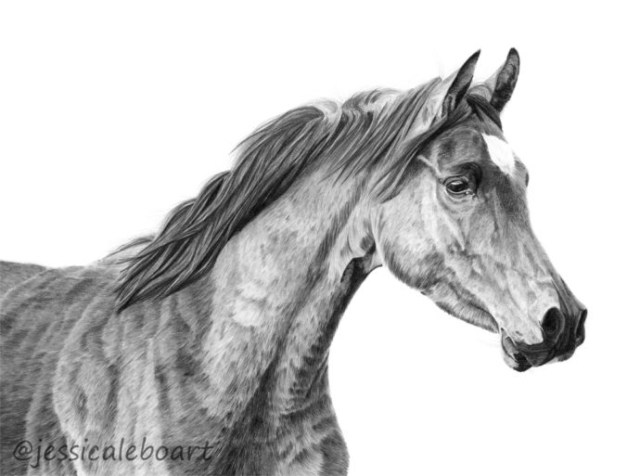 graphite pencil drawing horse