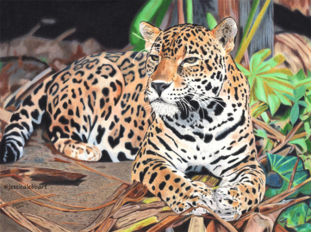 fine art colored pencil drawing animal jaguar