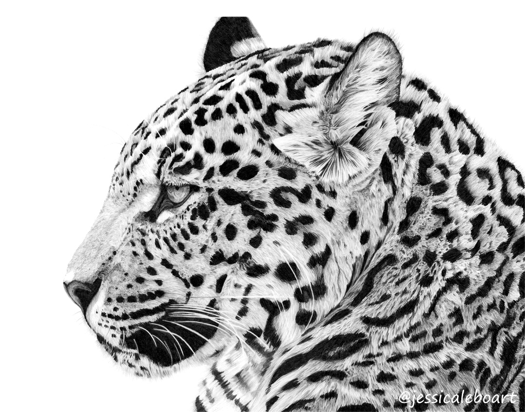 realistic graphite pencil big cat drawing animal art