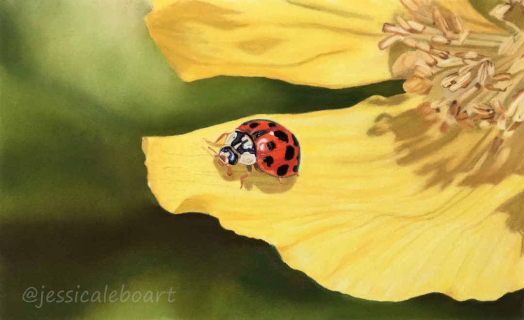 ladybug ladybird pastel pencil insect drawing