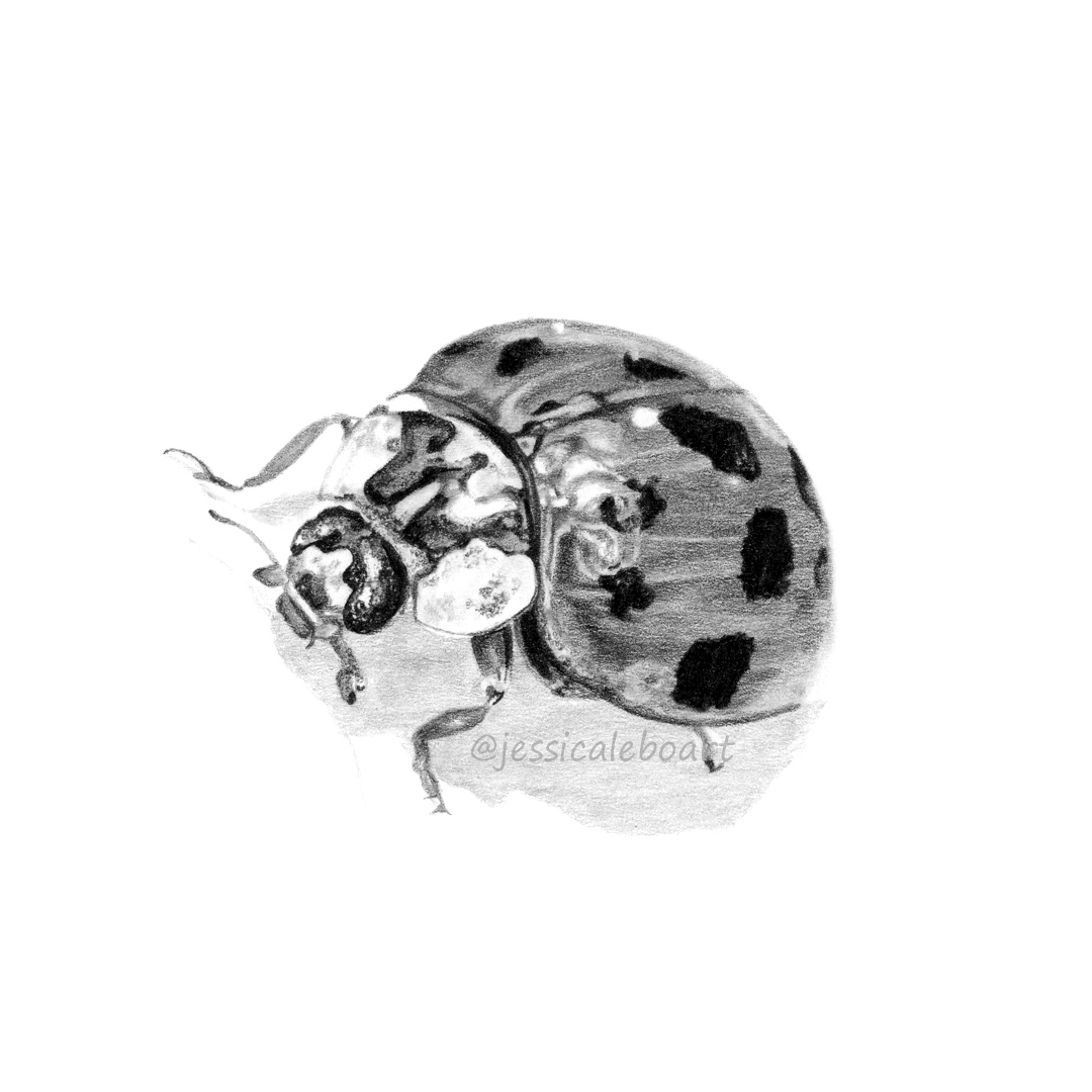 animal art bug insect drawing realism graphite pencil