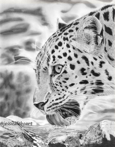 fine art graphite pencil drawing animal leopard