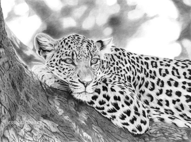 fine art graphite pencil drawing animal leopard in tree