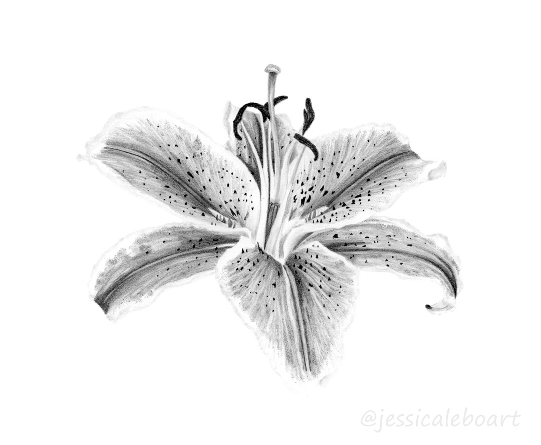 flower drawing graphite pencil lily