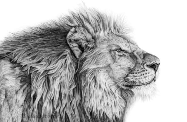 graphite pencil lion drawing realistic art